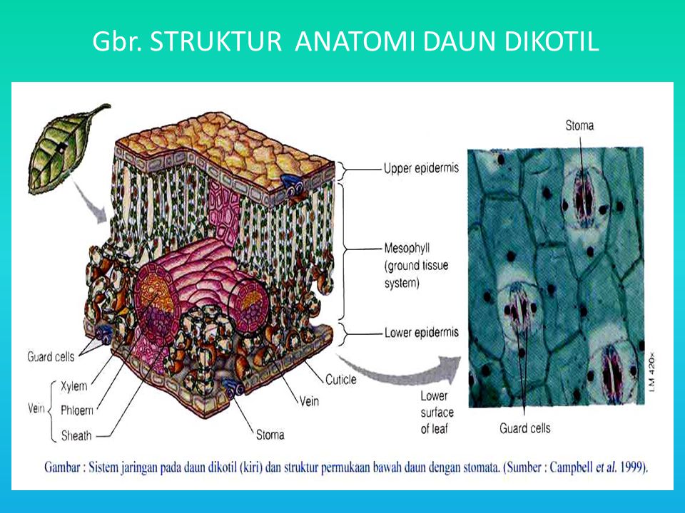 ANATOMI DAUN MONOKOTIL DAN DIKOTIL PDF 